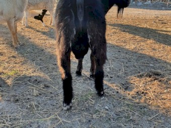 Australian Miniature Goat Buck