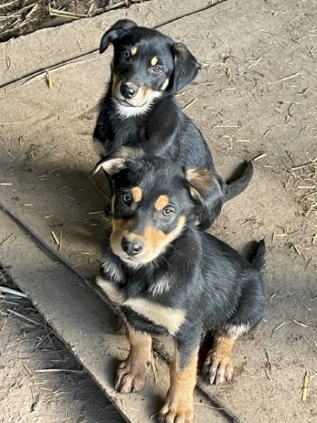 Kelpie Working lines