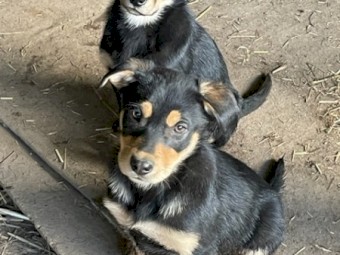 Kelpie Working lines