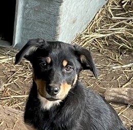 Kelpie Working lines