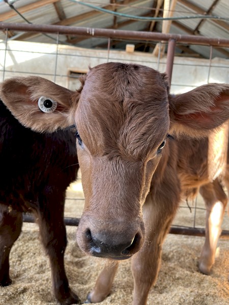 Friesian, Jersey and Aussie red bull calves out of cross bred herd