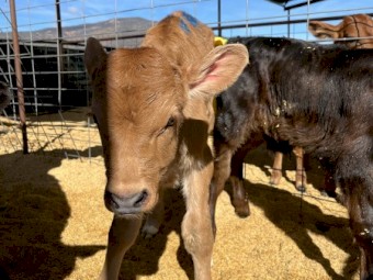 Friesian, Jersey and Aussie red bull calves out of cross bred herd