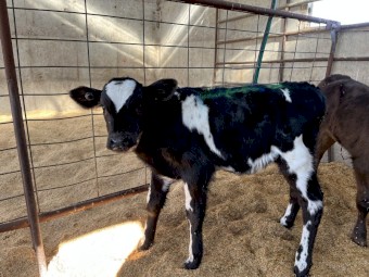 Friesian, Jersey and Aussie red bull calves out of cross bred herd