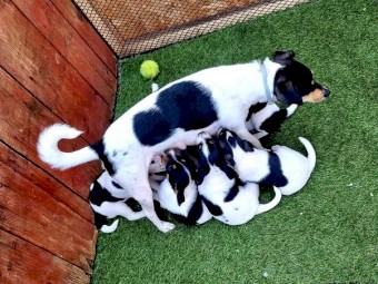 Well Trained Jack Russell Puppies for Rehome.