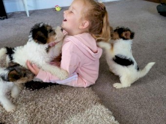 Potty and Farm trained Fox Terrier Puppies Available 