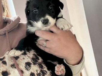 Intelligent Border Collie Pups Mixed Litter