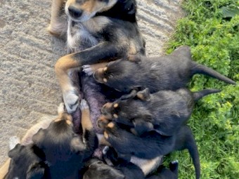 Gorgeous farm Tri Coloured Kelpie Pups Ready To Leave