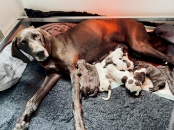German Shorthaired Pointer puppies  now ready to go!
