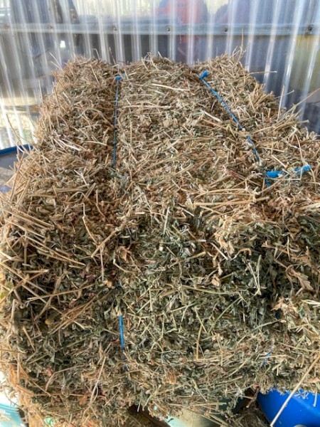 Beautiful Lucerne small squares baled March 2022