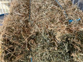 Beautiful Lucerne small squares baled March 2022