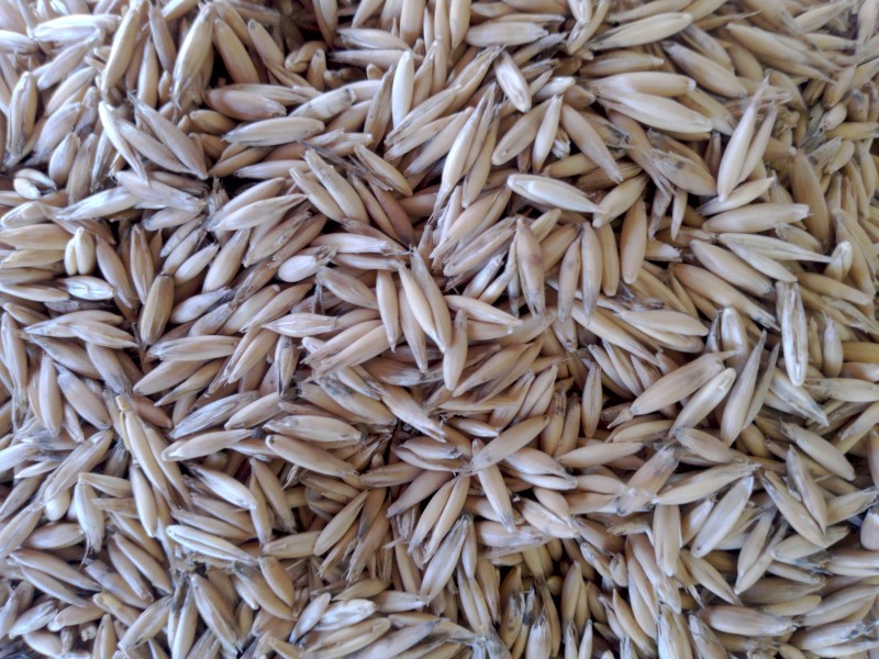 200mt Blackbutt oats