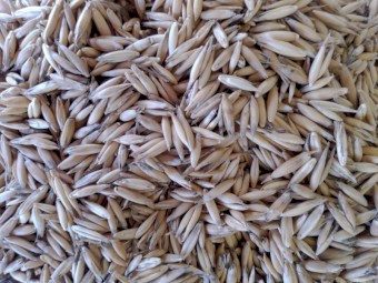 200mt Blackbutt oats