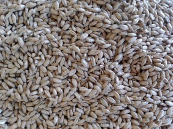 250mt Endeavour Triticale