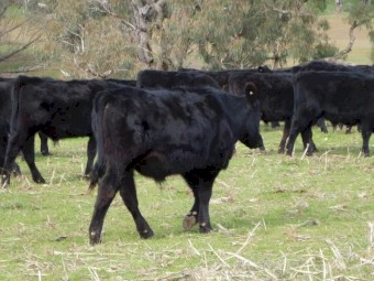 6 angus steers, 10-11 months, $9500 the lot