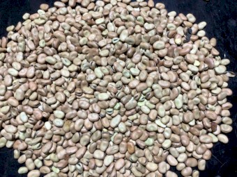 Bendoc Faba Beans