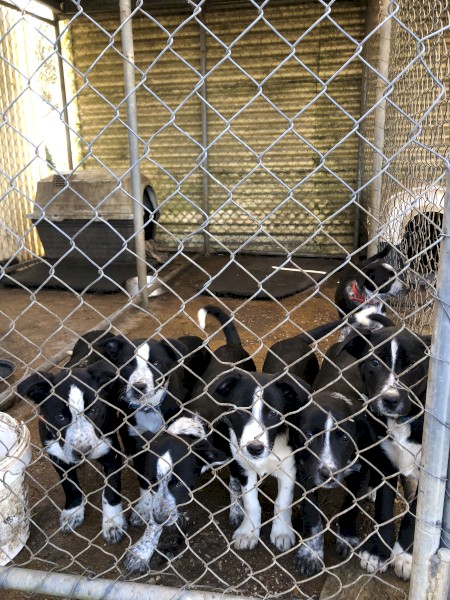 Collie/kelpie x pups