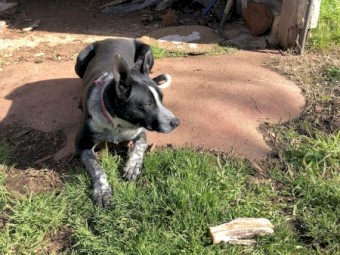 Collie/kelpie x pups