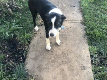 Collie/kelpie x pups