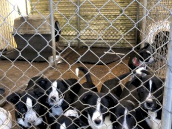 Collie/kelpie x pups