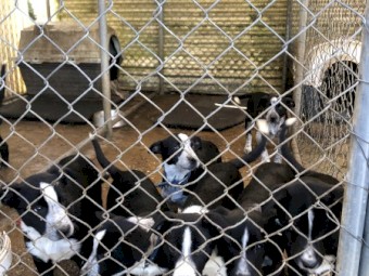 Collie/kelpie x pups