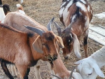 Anglo Nubian doe's in kid