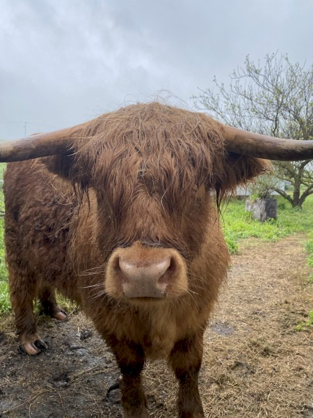 2 x Highland Cattle steers 4 years old approx
