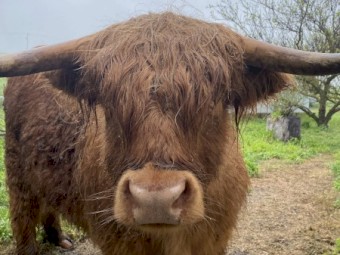 2 x Highland Cattle steers 4 years old approx