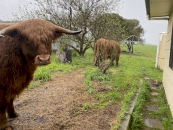 2 x Highland Cattle steers 4 years old approx