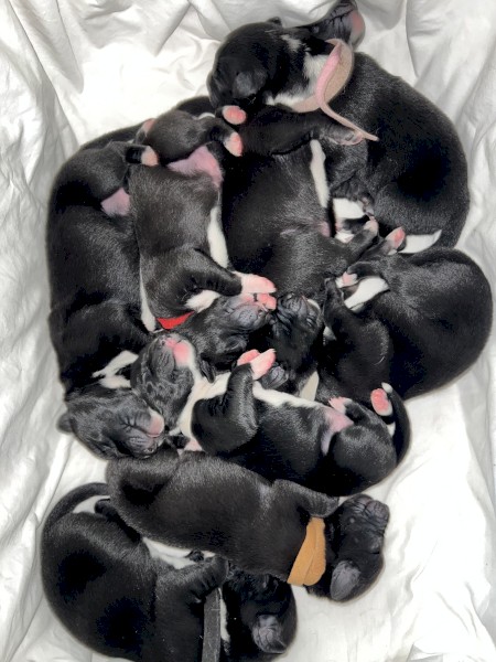 Early expression of interest for border collie cross kelpie puppies