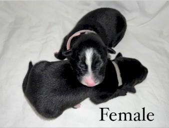 Early expression of interest for border collie cross kelpie puppies
