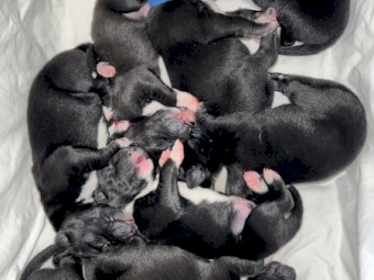 Early expression of interest for border collie cross kelpie puppies