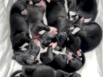 Early expression of interest for border collie cross kelpie puppies