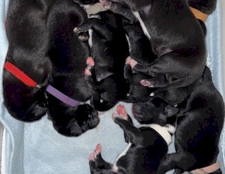 Early expression of interest for border collie cross kelpie puppies