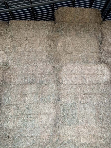 Old Season Wheaten Hay