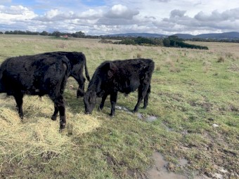 Pure Angus Bulls