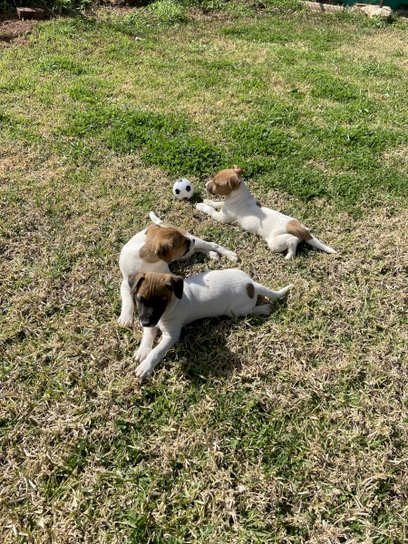 Jack Russell pups ready to go! 