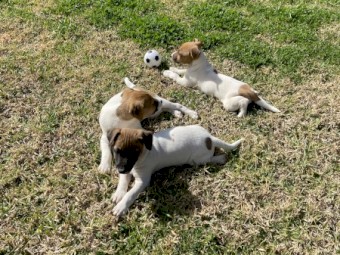 Jack Russell pups ready to go!