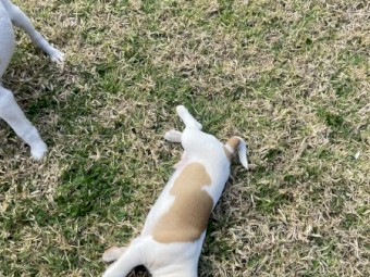 Jack Russell pups ready to go! 