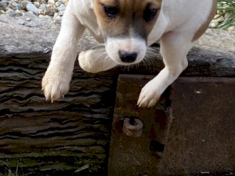 Jack Russell pups ready to go! 