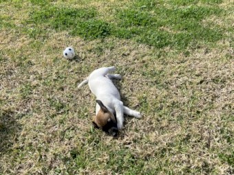 Jack Russell pups ready to go! 