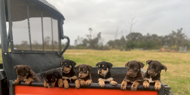 Kelpie pups