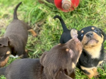 Kelpie pups