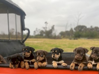 Kelpie pups