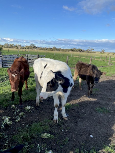 11 Steers cross and 1Heifer
