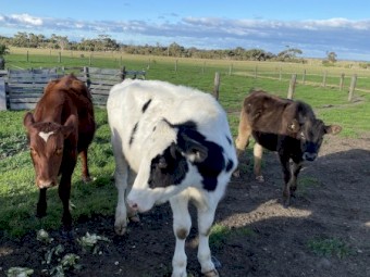 11 Steers cross and 1Heifer