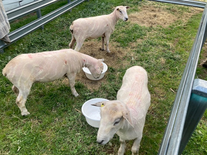 Ryeland Rams pure breed