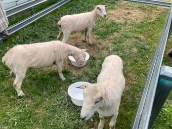 Ryeland Rams pure breed