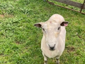 Ryeland Rams pure breed