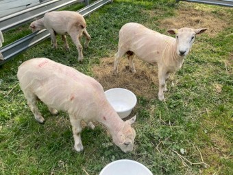 Ryeland Rams pure breed