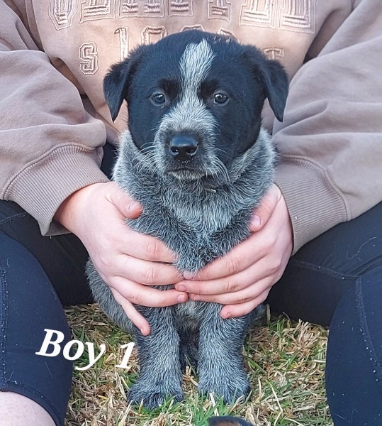BLUE HEELER PUPS